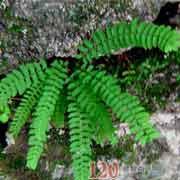 参考价格:暂无 来自何书:《浙江天目山药植志》 出处:为岩蕨科植物耳