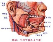 涎腺病毒病