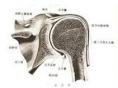 肩关节周围炎