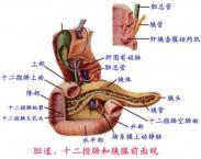 原发性十二指肠恶性淋巴瘤