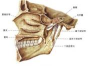 颞下颌关节病