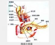 小儿α1-抗胰蛋白酶缺乏症