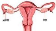 卵巢环管状性索肿瘤
