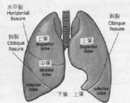 肺胀