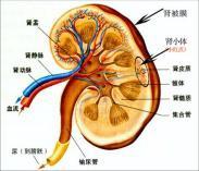 混合型肾小管性酸中毒