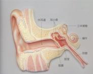 外耳道肿瘤