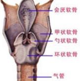 先天性喉软骨畸形