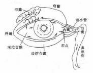 泪腺肿瘤