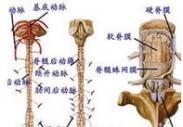 小儿脊髓前动脉综合征