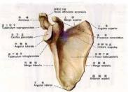 肩胛颈及肩胛盂骨折