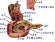 胃畸胎瘤