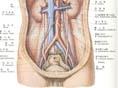 膀胱结核
