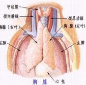 尼兹诺夫综合征