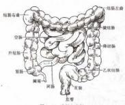 横结肠扭转