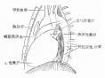 纵隔囊肿及肿瘤