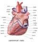 冠状动脉异位起源