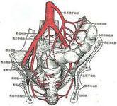 内脏动脉慢性闭塞