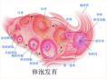 卵巢纤维组织来源肿瘤