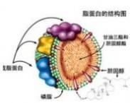 原发性巨球蛋白血症肾损害