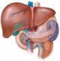 小儿动脉肝脏发育异常综合征