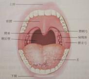 口咽良性肿瘤