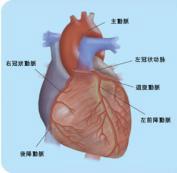 尿毒症性心肌病