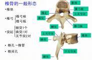 椎体严重楔形变并伴小关节半脱位