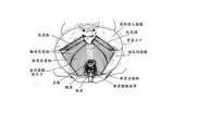 盆底痉挛综合症
