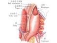 咽畸胎瘤