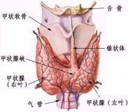 非甲状腺性的病态综合征