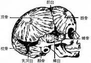 颅骨骨膜窦