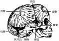 颅骨骨膜窦