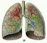 农民肺