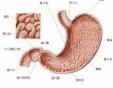 胃隔膜