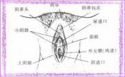 环状外阴炎