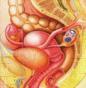 急性卵巢、输卵管自身扭转