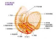 慢性子宫内膜炎